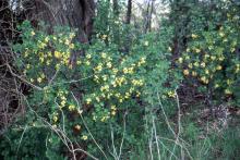 plant habit, flowering in a hedgerow