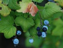 fruit and leaves, fall fruit and leaves, fall