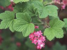 leaves and flowers leaves and flowers