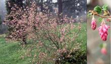 plant habit, start of flowering plant habit, start of flowering