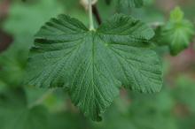 leaf, spring leaf, spring