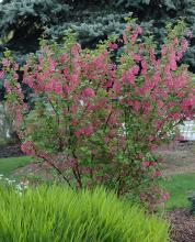plant habit, flowering plant habit, flowering