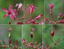 flower to fruit flower to fruit