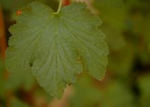leaf, summer leaf, summer