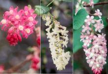 red, white and pink flower clusters red, white and pink flower clusters