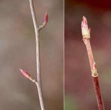 buds, winter buds, winter