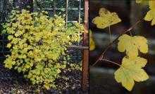 plant habit and leaves, late fall plant habit and leaves, late fall