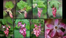 flower cluster development flower cluster development