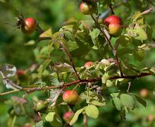 fruit, early fall