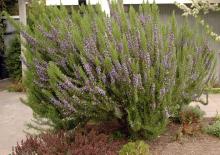 plant habit, flowering