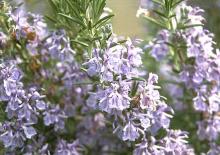 flowers and leaves