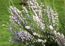 erect plant habit, flowering