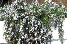trailing plant habit, flowering