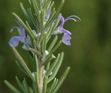 flower and leaves
