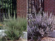 plant habit, late summer and next spring