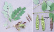 leaves and fruit