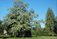 plant habit, flowering