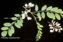 leaves and flowers