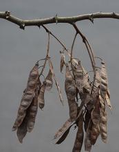 winter, seed pods (fruit)