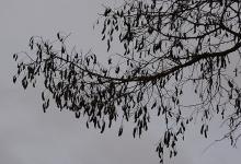 winter branch with seed pods