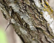 branch with a thorn