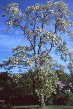 plant habit, flowering