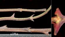 winter twig, buds