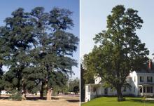 plant habit