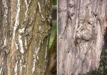 bark, trunk