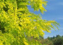 leafy shoots