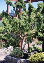 plant habit, summer