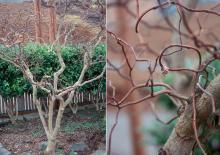 plant habit and branches, winter