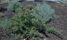 plant habit, flowering