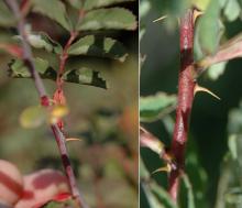 stem with thorns (prickles)