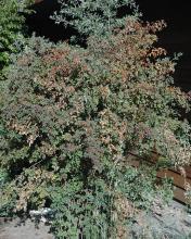 plant habit, fruiting