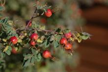 fruit and leaves