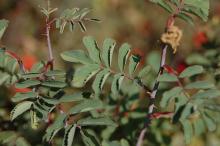 leaves