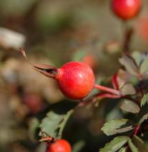 fruit