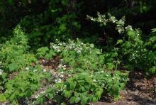 plant habit, small plants