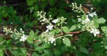 flowering branch