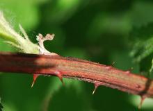 stem