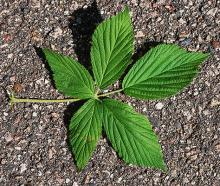 leaf