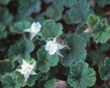 flowers and leaves