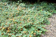 plant habit, fruiting