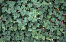 foliage