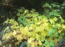 plant habit, fall