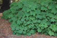 plant habit, fruiting