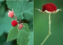 fruit