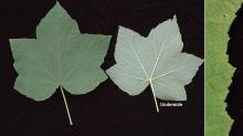 leaf and margin