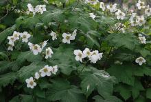 plant habit, flowering